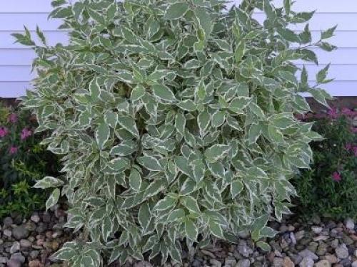 Пестролистные кустарники для сада. Пестролистные кустарники, названия, фото 10 Пестролистные кустарники для сада. Пестролистные кустарники, названия, фото 10