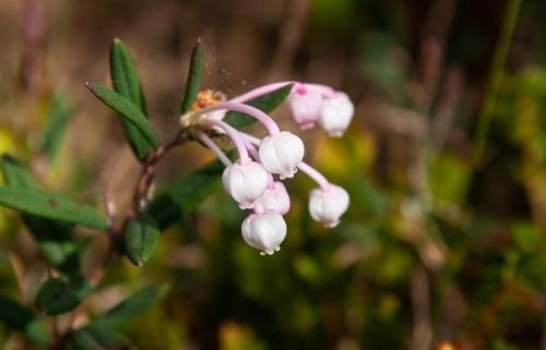 Вариегатные кустарники. 49 зимостойких многолетних декоративных кустарников, цветущих все лето