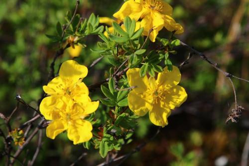 12 зимостойких многолетних кустарников. 12 самых красивых зимостойких кустарников