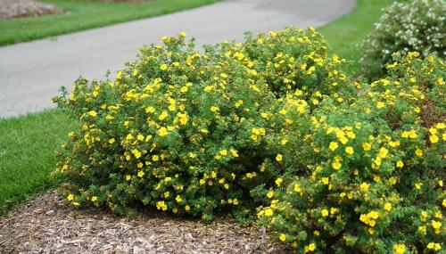 12 зимостойких многолетних кустарников. 12 самых красивых зимостойких кустарников