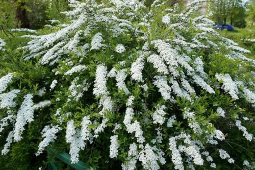 Многолетние цветущие кустарники для дачи. Цветущие 05 Многолетние цветущие кустарники для дачи. Цветущие 05