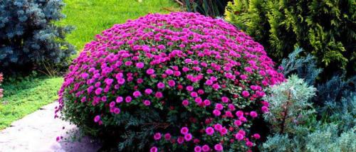 Какие цветущие кустарники посадить на даче. Декоративные кустарники для дачи: 26 цветущих против 12 лиственных