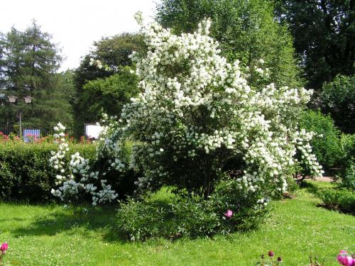 12 зимостойких многолетних кустарников. 12 самых красивых зимостойких кустарников