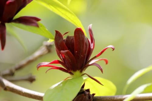 12 зимостойких многолетних кустарников. 12 самых красивых зимостойких кустарников