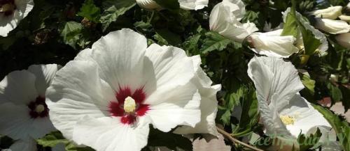 Какие цветущие кустарники посадить на даче. Декоративные кустарники для дачи: 26 цветущих против 12 лиственных