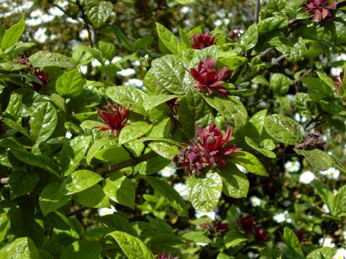 12 зимостойких многолетних кустарников. 12 самых красивых зимостойких кустарников