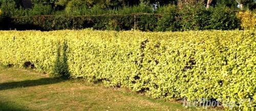 Цветущие кустарники многолетники каталог. Декоративные кустарники для дачи: 26 цветущих против 12 лиственных