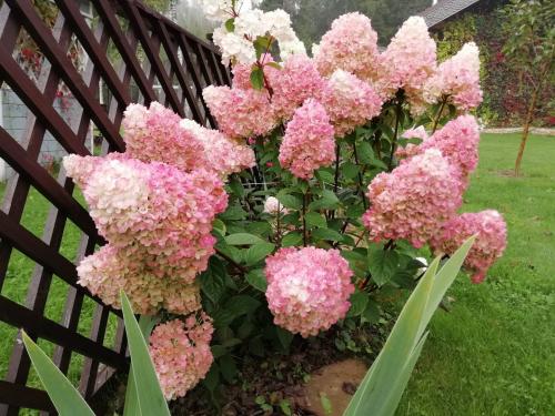 12 зимостойких многолетних кустарников. 12 самых красивых зимостойких кустарников