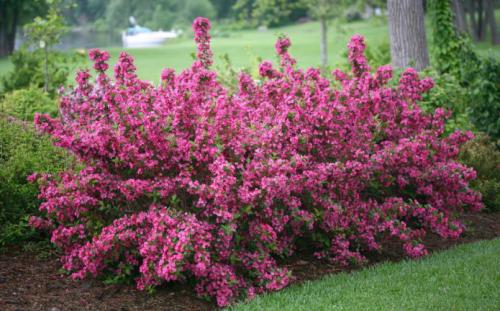 Многолетние цветущие кустарники для дачи. Цветущие 06 Многолетние цветущие кустарники для дачи. Цветущие 06