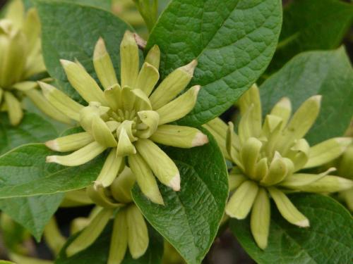 12 зимостойких многолетних кустарников. 12 самых красивых зимостойких кустарников