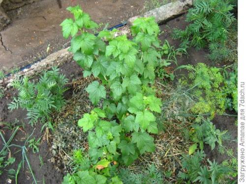 Как поддерживать оптимальную температуру и влажность для ягодных кустов. Пара секретов, как поддержать урожай ягодных кустарников в жаркой местности