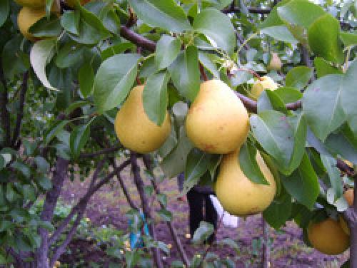 Какие дополнительные методы стимуляции плодоношения существуют. Как ускорить плодоношение груши: 6 способов