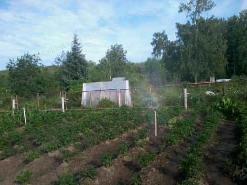 Секреты высокого урожая: как получить до 10 литров ягод с куста 01 Секреты высокого урожая: как получить до 10 литров ягод с куста 01