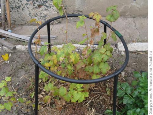 Как поддерживать оптимальную температуру и влажность для ягодных кустов. Пара секретов, как поддержать урожай ягодных кустарников в жаркой местности