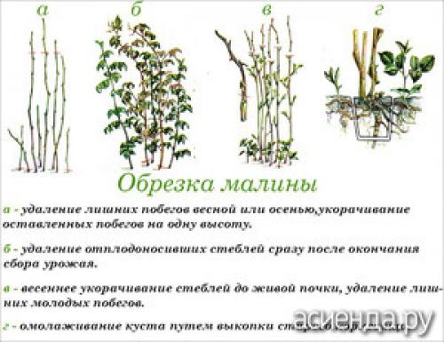 Как правильно обрезать ягодные кусты для увеличения урожая. Обрезка ягодных кустов: правила и сроки