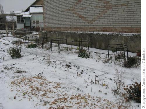 Как поддерживать оптимальную температуру и влажность для ягодных кустов. Пара секретов, как поддержать урожай ягодных кустарников в жаркой местности