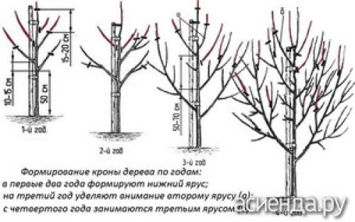 Какие дополнительные методы стимуляции плодоношения существуют. Как ускорить плодоношение груши: 6 способов