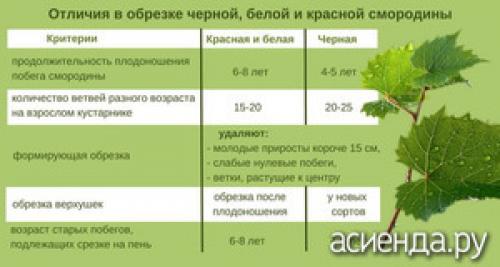 Как правильно обрезать ягодные кусты для увеличения урожая. Обрезка ягодных кустов: правила и сроки