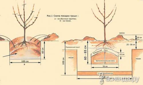 Какие дополнительные методы стимуляции плодоношения существуют. Как ускорить плодоношение груши: 6 способов