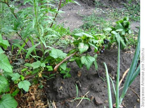 Как поддерживать оптимальную температуру и влажность для ягодных кустов. Пара секретов, как поддержать урожай ягодных кустарников в жаркой местности