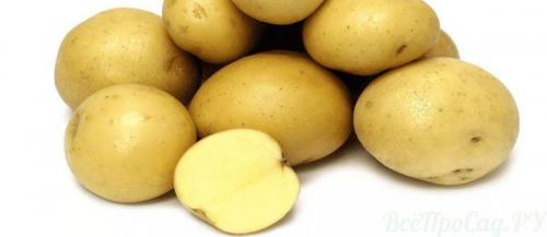 Чем отличается картофель Гала от адретты. Картофель сорта Гала — выращивание и уход