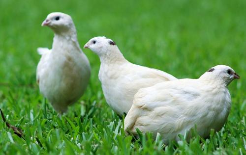 Лучшие породы перепелов. Мясное направление продуктивности