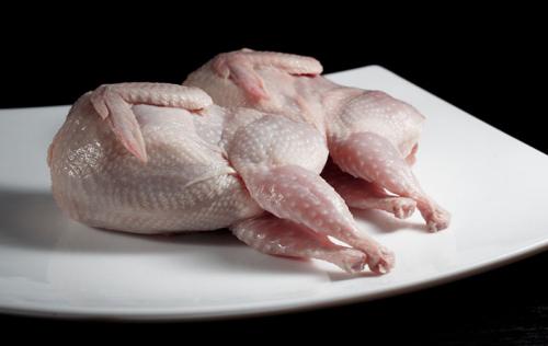 Лучшие породы перепелов. Мясное направление продуктивности