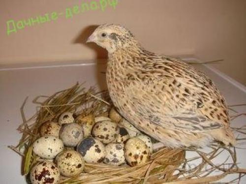 Породы перепелов Феникс. Перепел Феникс золотистый