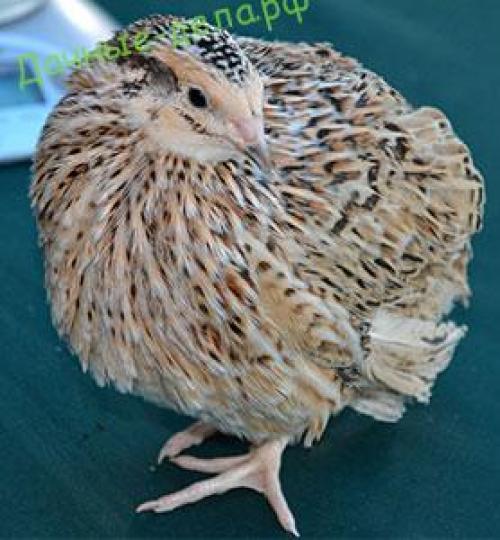 Породы перепелов Феникс. Перепел Феникс золотистый