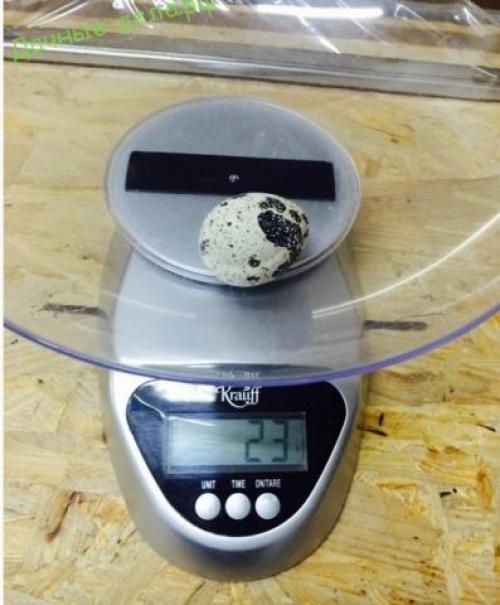 Породы перепелов Феникс. Перепел Феникс золотистый