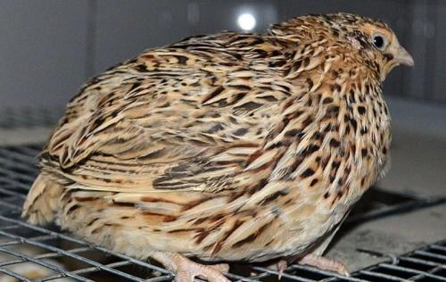 Лучшие породы перепелов. Мясное направление продуктивности