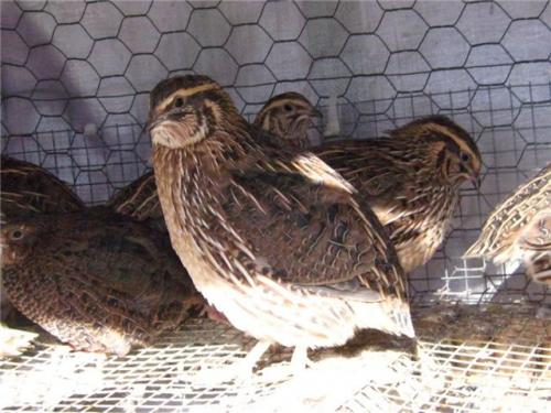 Породы перепелок для разведения. Выбор по направлениям продуктивности 16