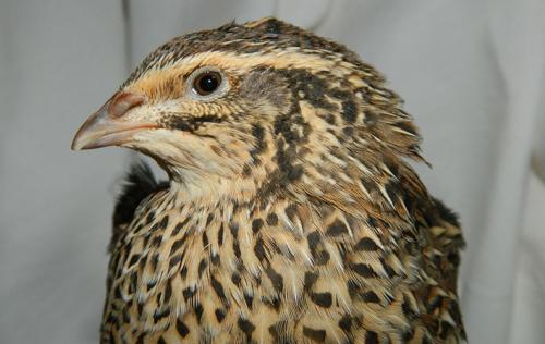 Лучшие породы перепелов. Мясное направление продуктивности