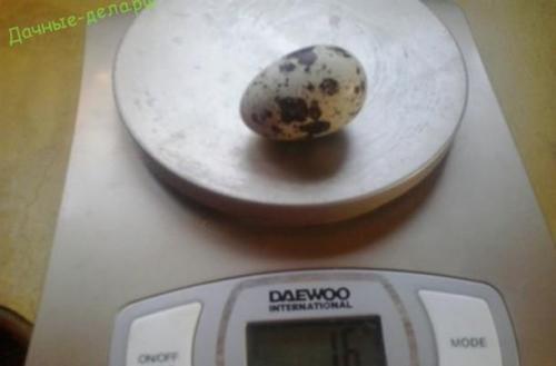 Породы перепелов Феникс. Перепел Феникс золотистый