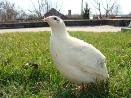 Самые крупные породы перепелов. Лучшие породы перепелов