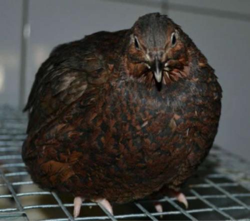 Самые крупные породы перепелов. Лучшие породы перепелов