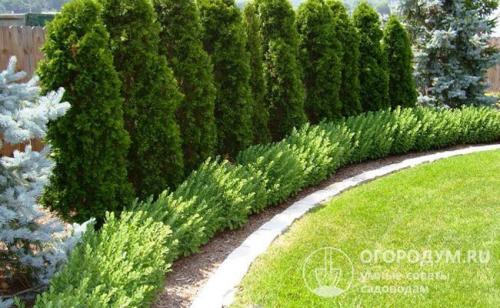 Вечнозеленые растения для клумбы. Преимущества и основные постулаты смешанной клумбы