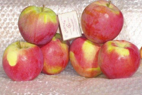 Сорта яблок. Зеленые яблоки: лучшие сорта с названиями и фото (каталог)