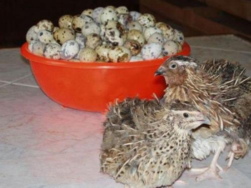 Содержание перепелов зимой на улице. Условия содержания