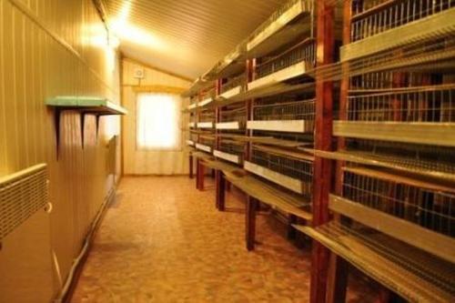 Содержание перепелов на даче в летний период. Содержание перепелов на даче – выгодное, увлекательное и несложное занятие 03