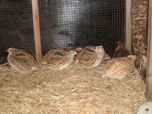 Содержание перепелов без клеток. Температура