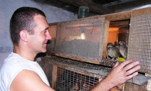 Содержание перепелов зимой на улице. Условия содержания