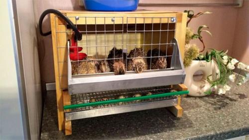 Как содержать перепелов зимой. Содержание