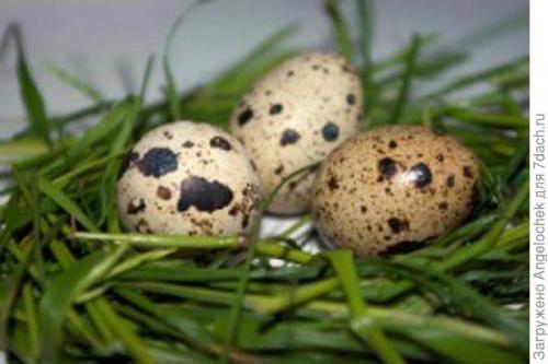 Содержание перепелов на улице. Разводим перепелов на даче. Част. 