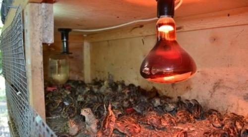 Содержание перепелов зимой на улице. Условия содержания