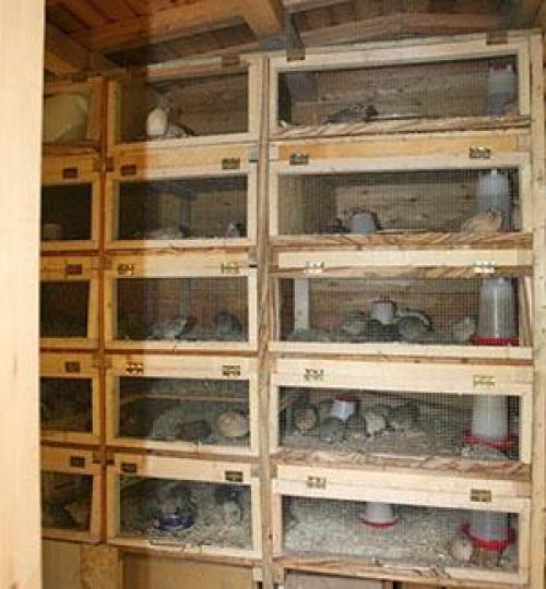 Клетка для перепелов. Разновидности и требования к клеткам для перепелов