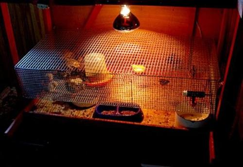 Содержание перепелов зимой на улице. Условия содержания