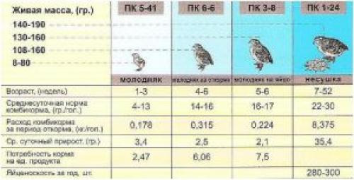 Чем кормить новорожденных перепелов. Чем кормить новорожденных перепелят из инкубатора