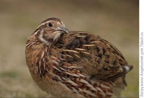 Содержание перепелов на улице. Разводим перепелов на даче. Част. 