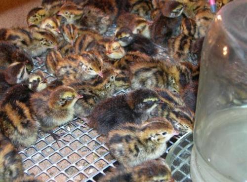 Клетка для перепелов. Разновидности и требования к клеткам для перепелов